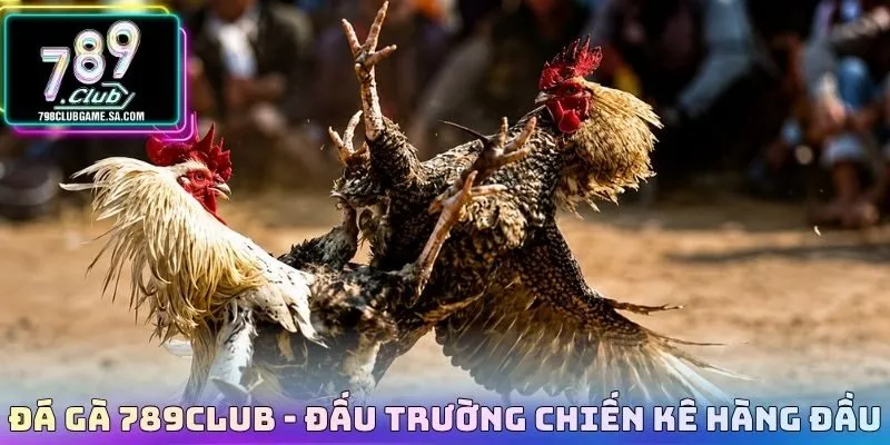 Đá gà 789CLUB - Đấu trường chiến kê hàng đầu