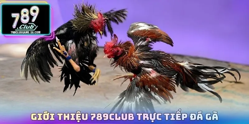 Giới thiệu 789CLUB trực tiếp đá gà