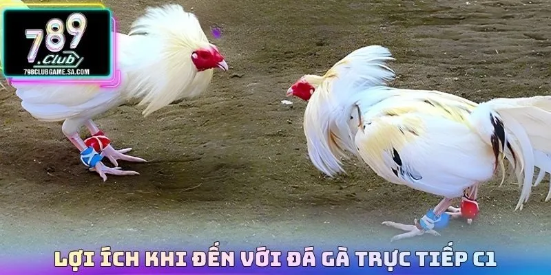 Lợi ích khi đến với Đá gà trực tiếp C1 