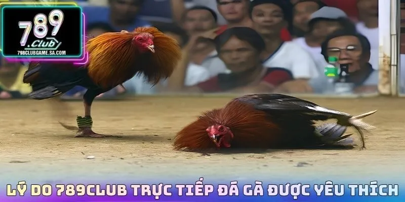 Lý do 789CLUB trực tiếp đá gà được yêu thích