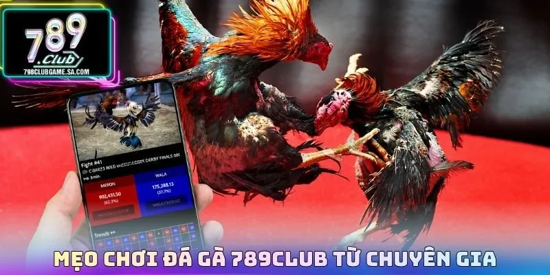 Mẹo chơi đá gà 789CLUB từ chuyên gia