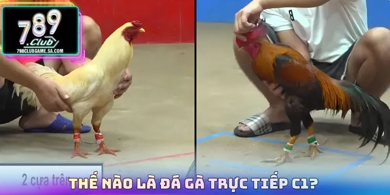 Thế nào là Đá gà trực tiếp C1? 