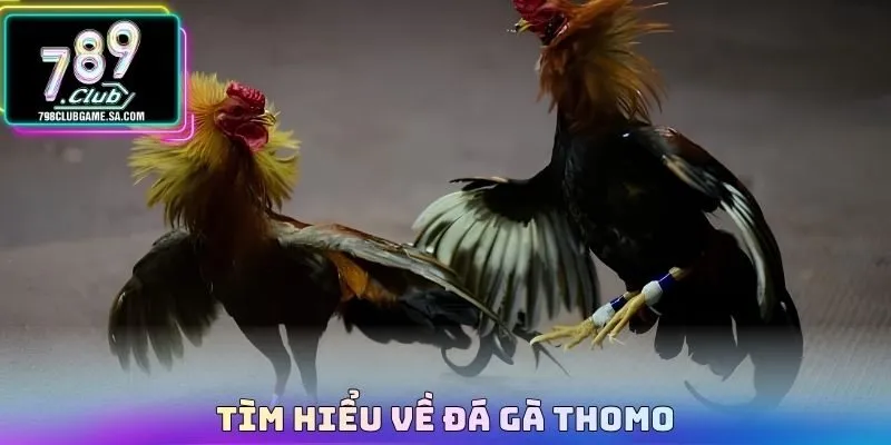 Tìm hiểu về Đá gà thomo